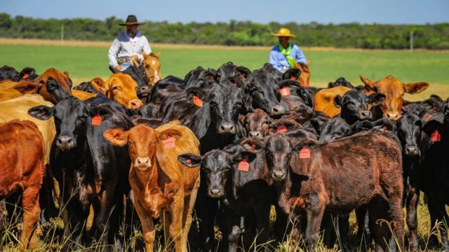Da seleção à terminação! Novilhas Brangus impressionam por carne de qualidade