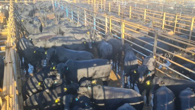 Boiada Angus de apenas 2 anos ultrapassa 20@ na Bahia