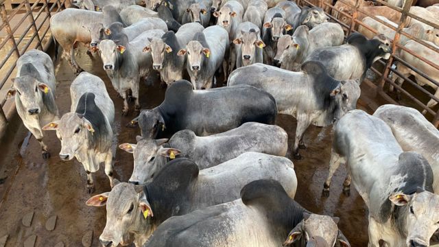 Boiada raçuda, pesada e bem terminada chega a quase 24@ em Minas Gerais