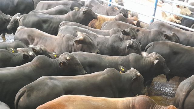 Régua do bem-estar animal aumenta com nova portaria de pré-abate do Mapa
