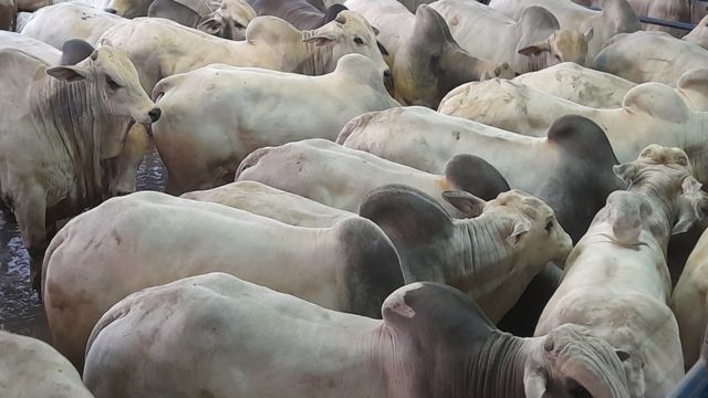Novilhos superprecoces! De cada 10 bois, 9 tinham zero dentes em SP