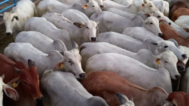 Novilha de até dois dentes terminada em pasto bom tem bônus em MS