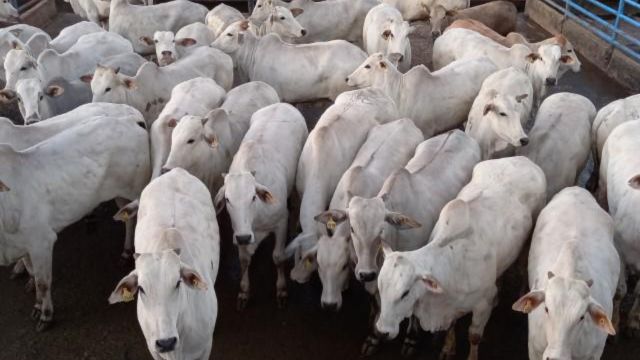 Lote de novilhas precoces da fazenda São Lucas, de Itaporã (MS). Foto: Divulgação