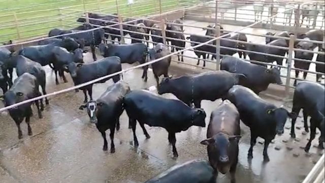 “É show de carcaça”! Novilhas Angus com peso de boi impressionam em MS “É show de carcaça”! Novilhas Angus com peso de boi impressionam em MS
