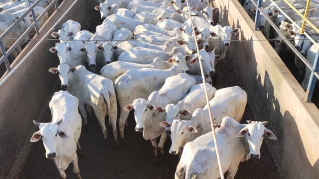 Novilhada padrão a pasto impressiona pela uniformidade em Rondônia