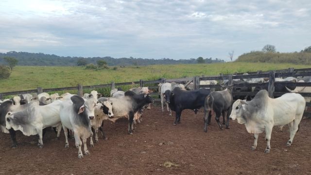 Escritório Verde ajuda desbloquear fazenda que hoje já vende gado gordo