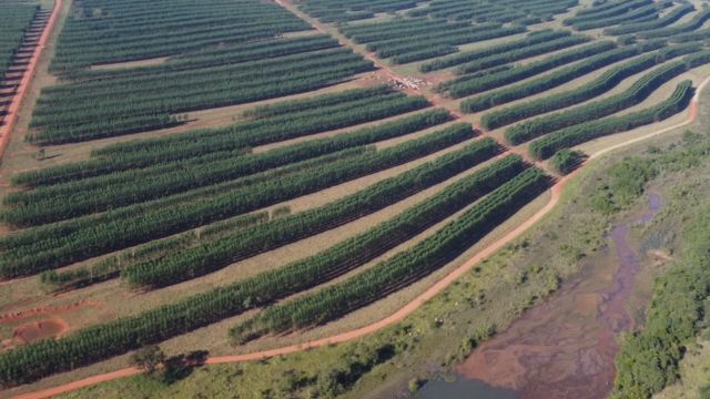 ILPF: saiba como controlar pragas, doenças e invasoras em áreas de integração