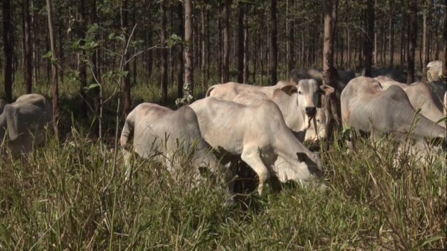 Protocolos de produção de carne sustentável reduzem em até 15% as emissões de metano do gado
