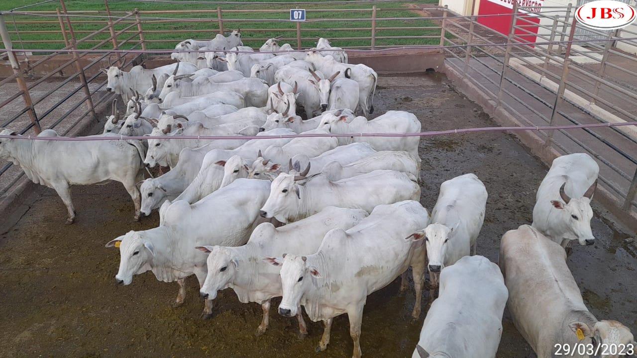 “Trem muito arrumado!” Vacada gorda ultrapassa 18@ em MS
