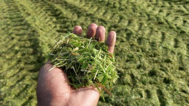 Silagem: conheça os segredos para não perder 40% dessa comida do gado