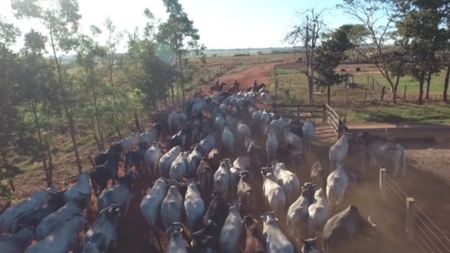 Incrível! Pecuarista revela como lucrou 12,5% ao confinar o boi por 120 dias