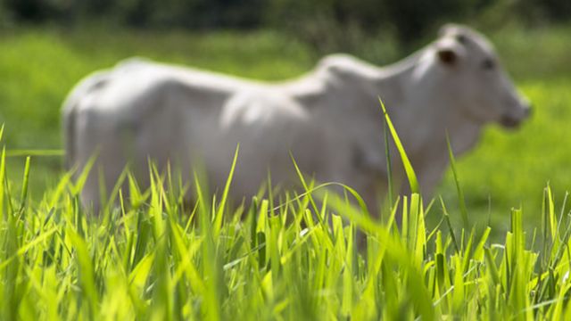 Detalhe da altura de pasto na fazenda. Foto: Divulgação