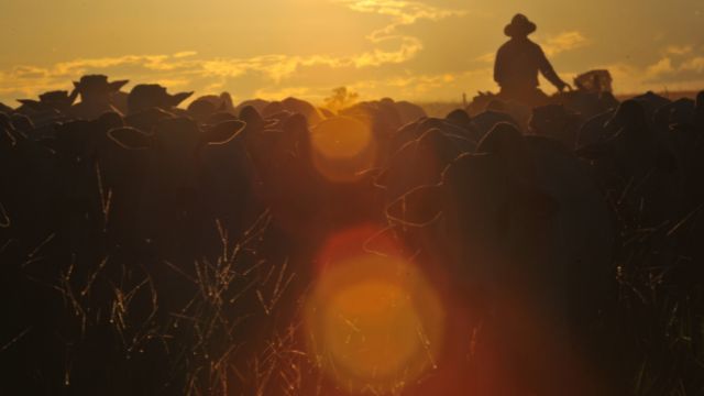 Conheça as estratégias que não deixam o gado “afinar” na seca