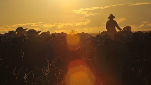 Bovinos em área de pasto. Foto: Divulgação