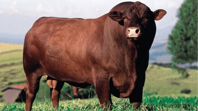 Estes touros são boas opções para cruzar com novilhas Nelore no calor do Tocantins