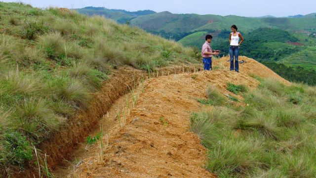 Capim vetiver diminui a erosão, mas pode ser tóxico para o gado? Capim vetiver diminui a erosão, mas pode ser tóxico para o gado?