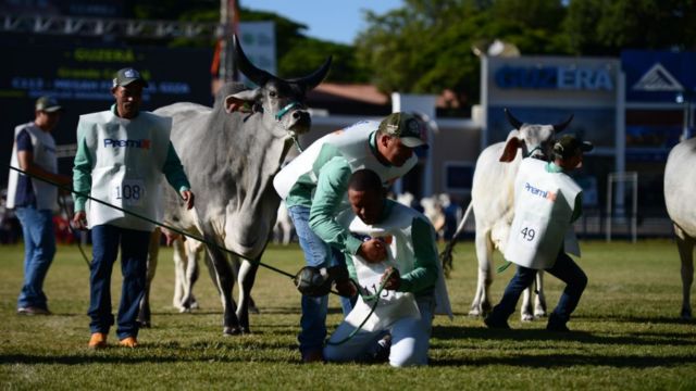 Expozebu 2023: confira os destaques do maior encontro do zebu no mundo