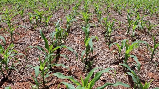 Detalhe de área de cultivo de milho. Foto: Reprodução