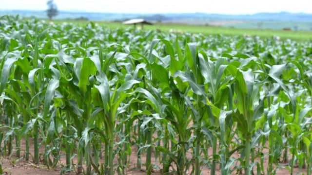 É boa ideia cultivar o milho após o plantio de Panicum e milho?