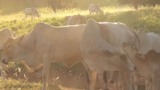 Mutucas estão estressando o gado? Saiba como se livrar desses insetos