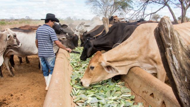 Bovinos comendo palma forrageira direto no cocho. Foto: Divulgação
