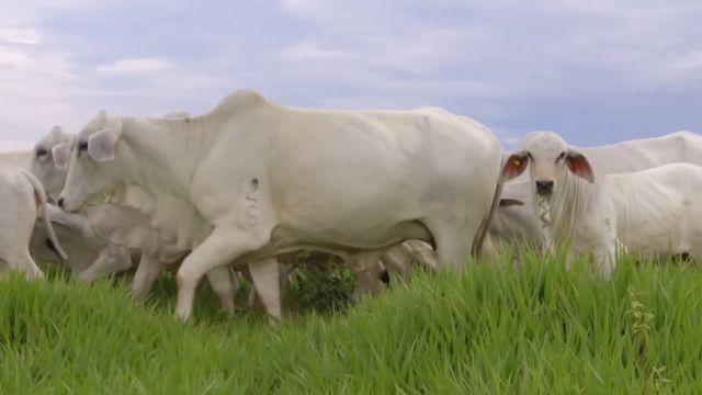 Nelore e Tabapuã: cruzamento é capaz de turbinar a produção de carne na fazenda?