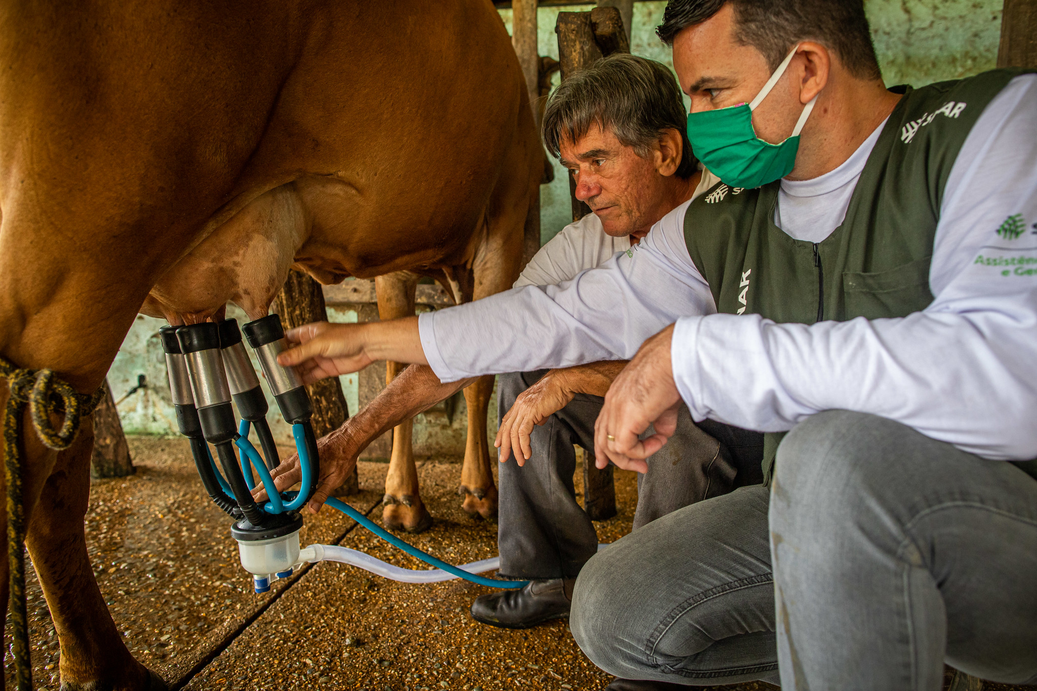 Pernambuco: como sanar os desafios da segunda maior bacia leiteira no Nordeste?