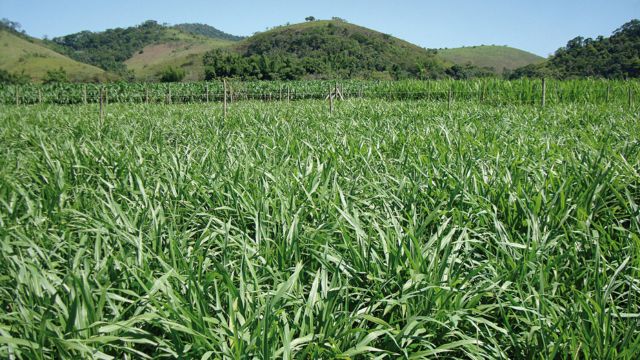 Capim Kurumi é boa opção para bovinos em recria e engorda a pasto?