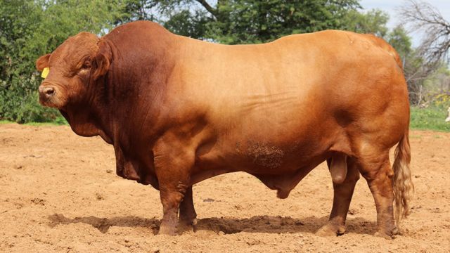 Beefmaster: conheça as vantagens do bovino que reúne a genética de três raças