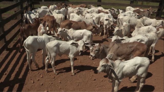 Farelo de algodão na dieta de bezerros recém-nascidos: saiba como é o uso ideal