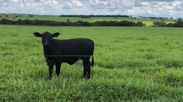 Como fazenda degradada de MS deu a volta por cima e passou a produzir 20@/ha/ano