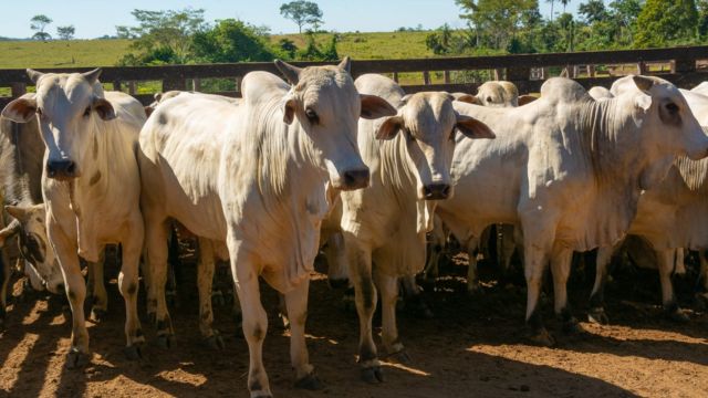 Pecuaristas de MT dão exemplo com produção de gado em região Amazônica