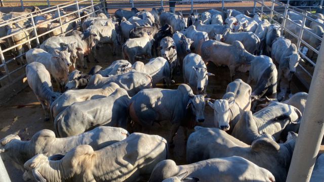 Boiada Nelore a pasto ultrapassa 20@ em Tocantins