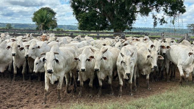 Boi castrado e com acabamento “top”: pecuarista termina super lote em MT