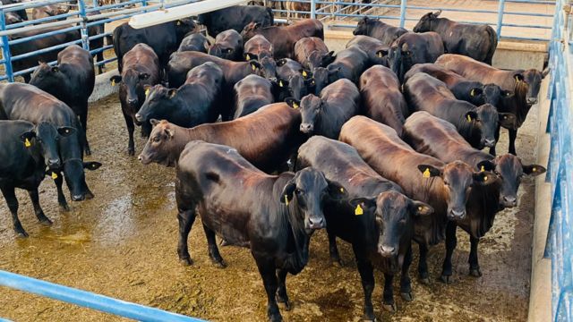 Fazenda Nota 10 dá show com novilhas de sobreano de 19@ em MT
