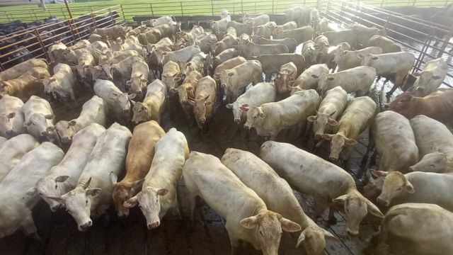 Lote de 300 novilhas Charolês parece até uma “régua” de tão uniforme