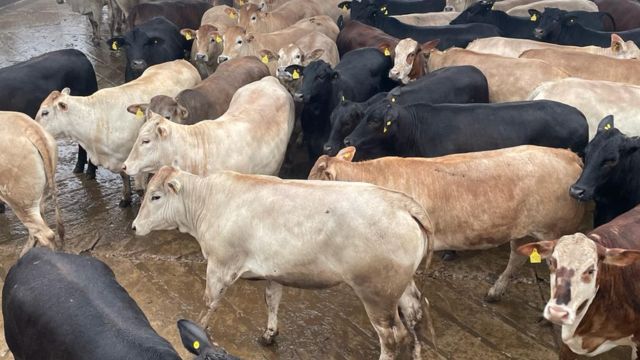 Novilhas multi-raças impressionam e garantem bônus de carne premium a produtor