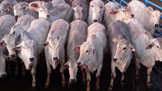 Pecuarista turbina ganhos com giro acelerado de novilhas em ILP e confinamento