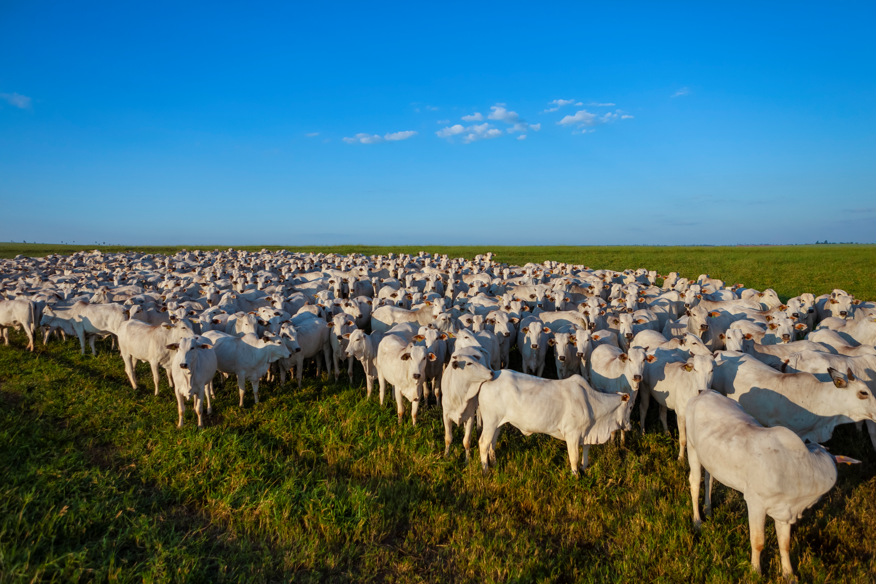 Bovinos em área de pasto. Foto: Divulgação