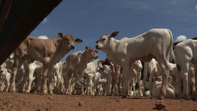 Manejo de maternidade: confira o passo a passo para garantir um bezerro saudável