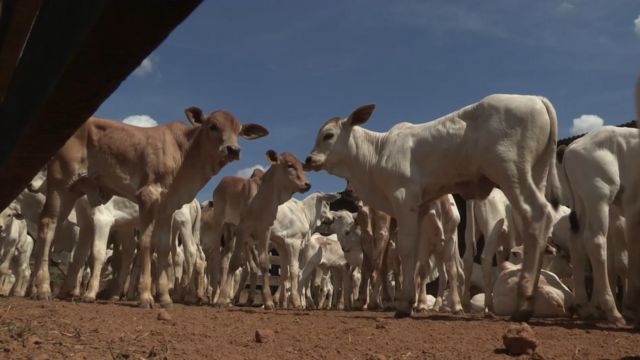 Bezerros: erros na cura do umbigo e colostragem são as maiores causas de mortes