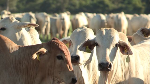 Difteria bovina: a ameaça silenciosa que assola a bovinocultura brasileira