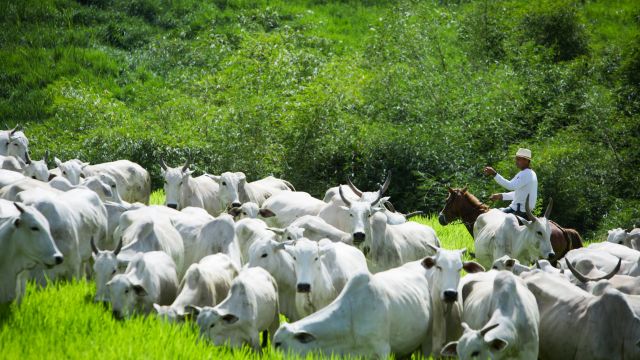 Embrapa renova programa BPA com novas tendências da pecuária de corte