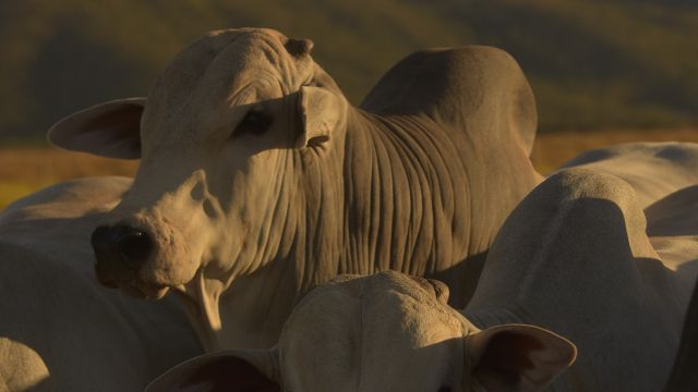 Doenças Respiratórias Bovina causam 18% das mortes no confinamento. Saiba como evitá-las