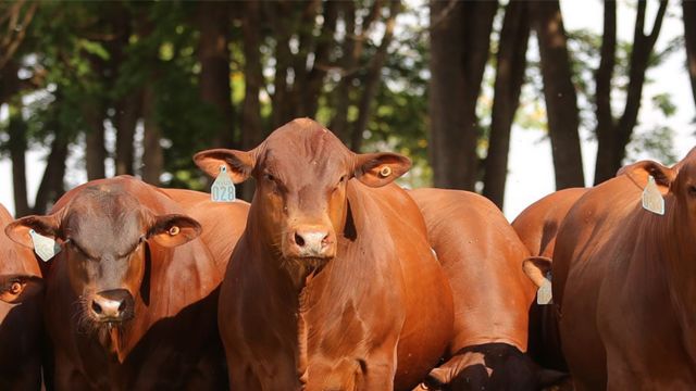 Nelore e Senepol: cruzamento é melhor por monta ou inseminação em regiões quentes?