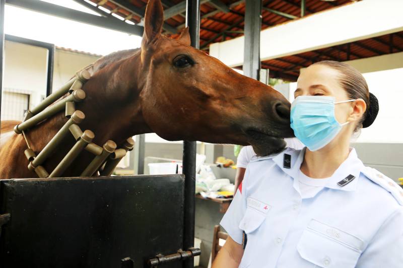 Médica Veterinária Militar em atuação no Centro Médico Veterinário (CMV) da Polícia Militar do Pará. Foto: Bruno Cecim/Ag.Pará