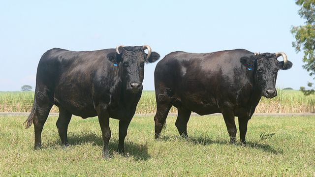 Wagyu: quais as principais dicas de seleção para o marmoreio da carne?