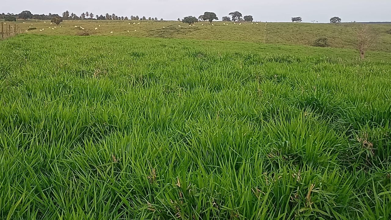 Área cultivada com o capim Camello. Foto: Divulgação