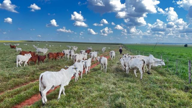 Especialista mostra o passo a passo da desmama lado a lado. Confira