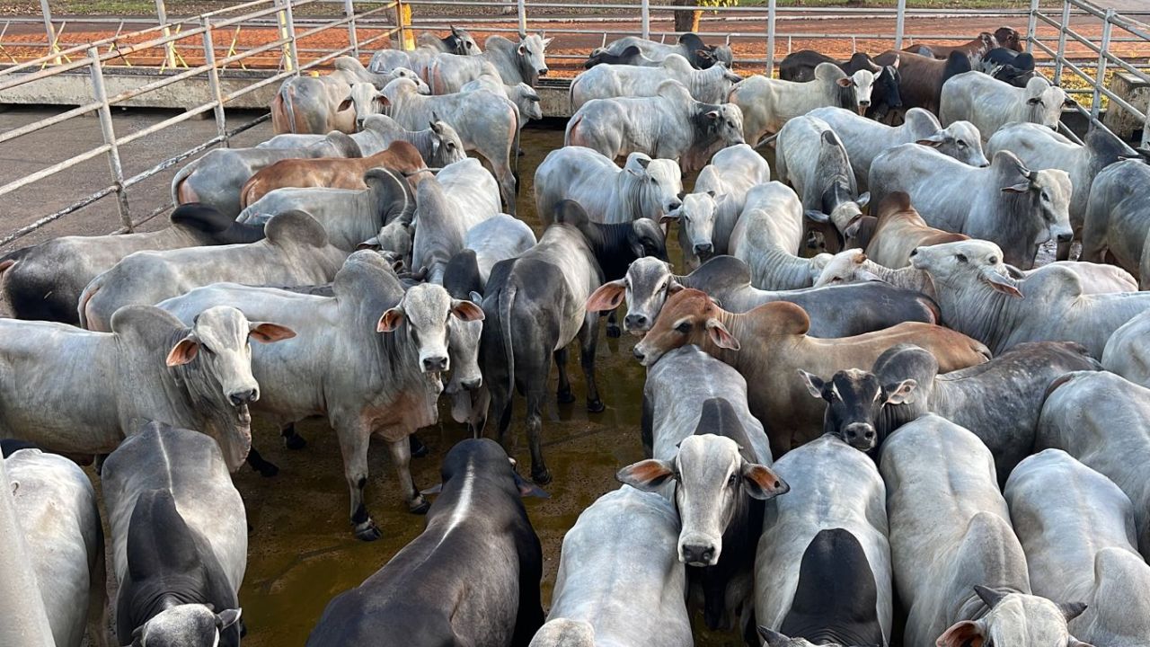 Boiada suplementada a pasto chega a quase 22@ no Tocantins